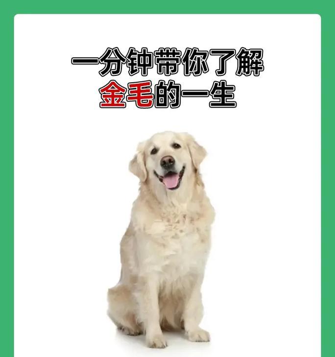 如何正确饲养金毛犬（全面指南，让您的金毛快乐健康）