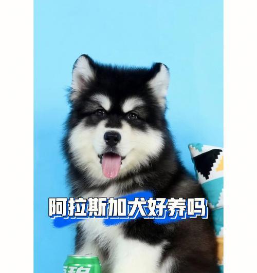 阿拉斯加养殖指南（了解阿拉斯加的价格和如何正确养殖，成为合格的阿拉斯加主人）