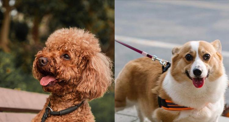 最常见的6种宠物犬价格标准盘点（你是否买贵了？了解最新价格标准，避免被宠物犬价格坑）