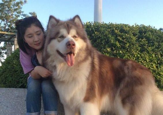 阿拉斯加犬的优缺点揭秘（探索阿拉斯加犬的性格特点与饲养注意事项）