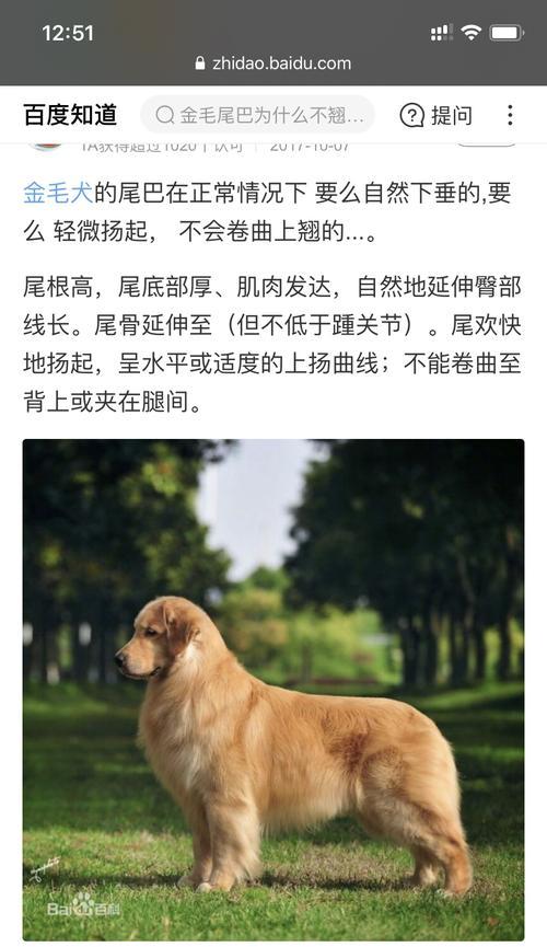 金毛犬的体型大小与标准（金毛犬的体重范围及外观特征）