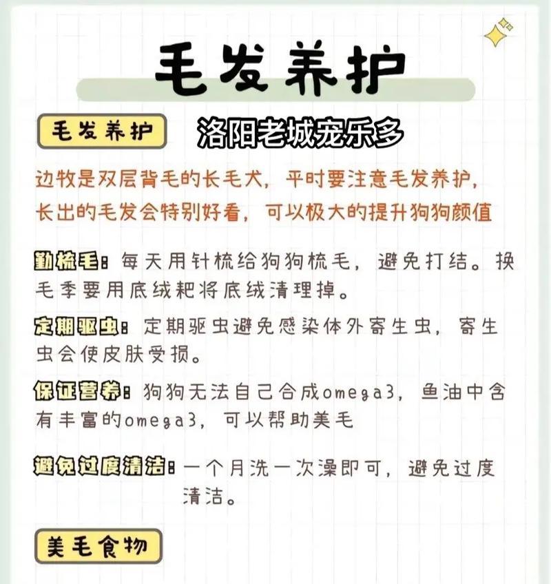 喂养边牧的注意事项（边牧犬的运动量大吗？如何正确喂养边牧犬？）
