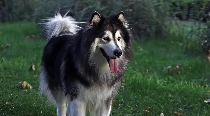 阿拉斯加犬（探索阿拉斯加犬的起源、特点和饲养要点）