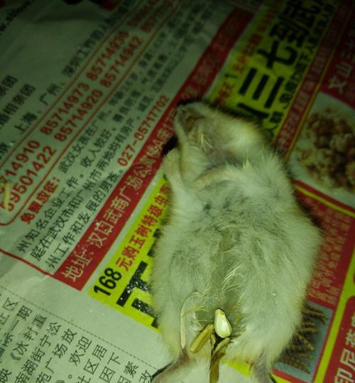 仓鼠冬眠与死亡的辨别与急救方法（如何分辨仓鼠是否处于冬眠状态以及急救方法）