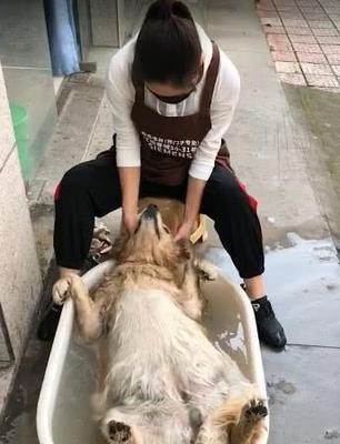 狗洗澡比人还贵？揭秘背后的原因（探寻狗洗澡价格高的因素以及与人洗澡的不同之处）