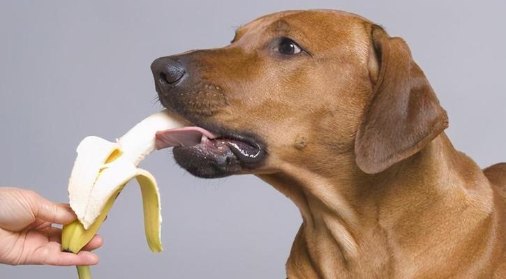 狗狗的合理喂养频率与注意事项（为你的爱犬提供正确的饮食计划，健康幸福的生活从每天的饮食开始）