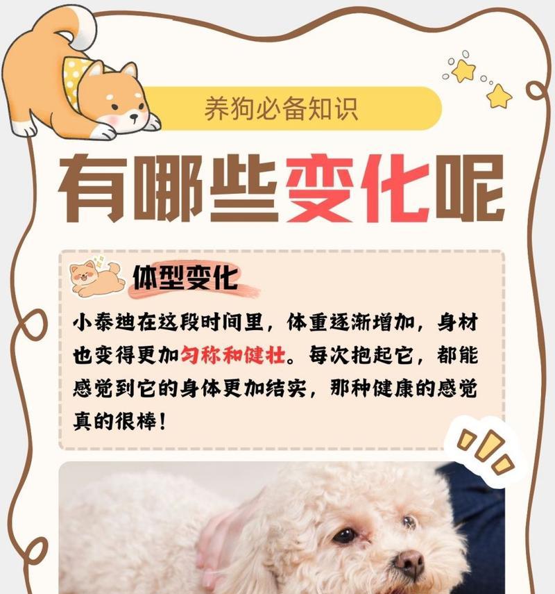以泰迪成犬的关键注意事项（培养泰迪成犬的健康与幸福）