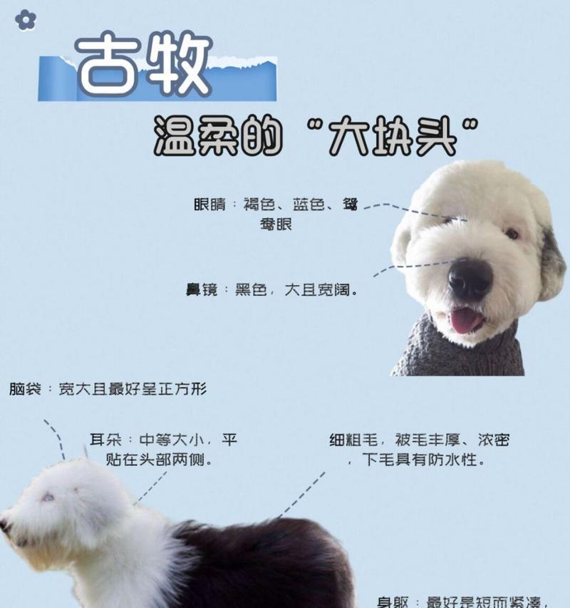 六个月古牧饮食指南（科学膳食，营养均衡，让你的古牧成为健康的宠物伙伴）