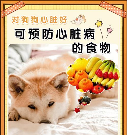 怀孕的狗狗应该吃什么？（为了小狗的健康，主人需要知道的饮食要点）