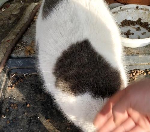 折耳猫不能吃的食物（保护你的折耳猫，远离这些食物）