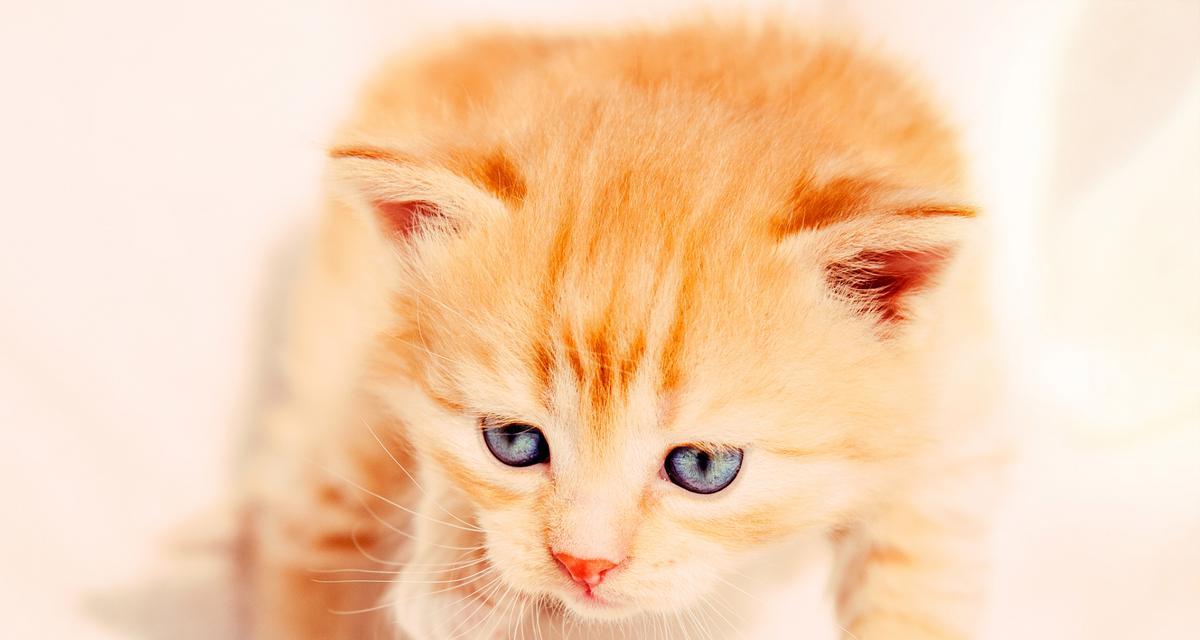 温顺可爱的宠物猫（探究哪种猫最温顺？）