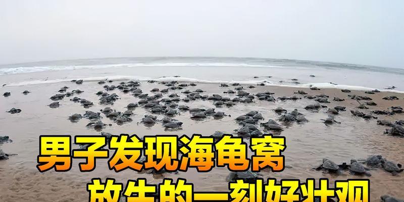 海龟放生的最佳时间选择（探讨海龟放生的最佳时间，保护海洋生态环境）