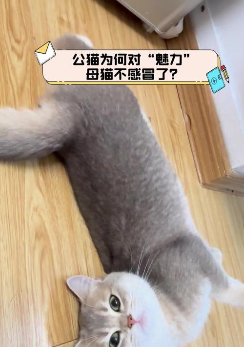 公猫为什么会跟着母猫？（解析公猫跟着母猫行为的原因及意义）
