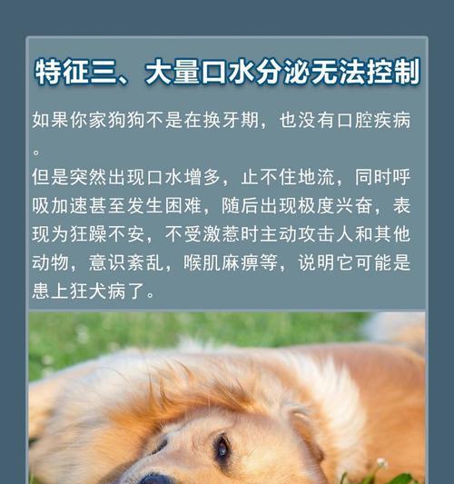 狗狗长得病的症状及识别方法（了解狗狗身体异常的表现，及时发现和治疗）