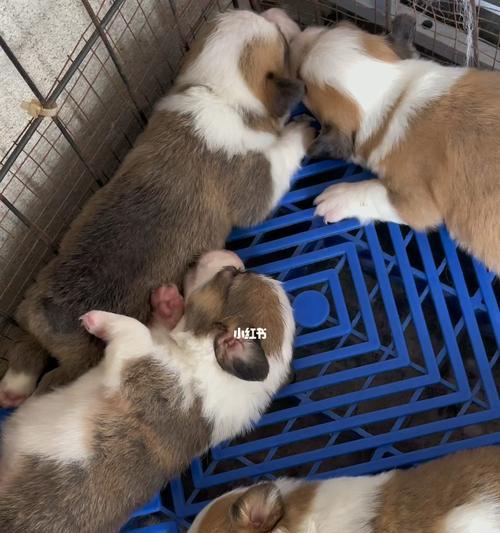柯基幼犬的最爱游戏（探究柯基幼犬喜欢玩什么的秘密）