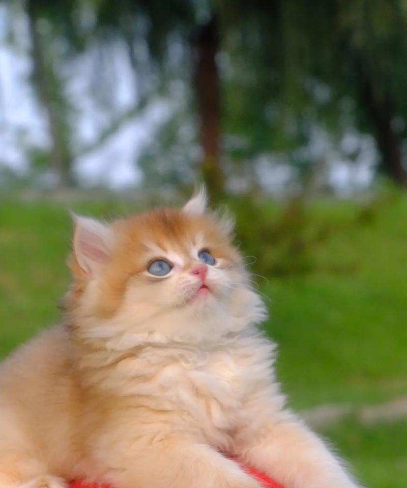 两个月大的猫应该吃什么？（了解小猫饮食需求，给予适当营养摄入）