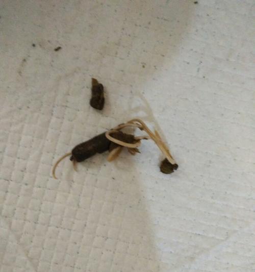 泰迪拉虫的重要性与防治方法（宠物犬泰迪的健康需重视，如何科学预防和治疗泰迪拉虫？）
