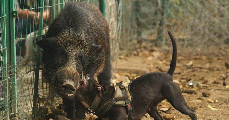 东北打猎的主要犬种（以狼犬为主的东北打猎犬种）