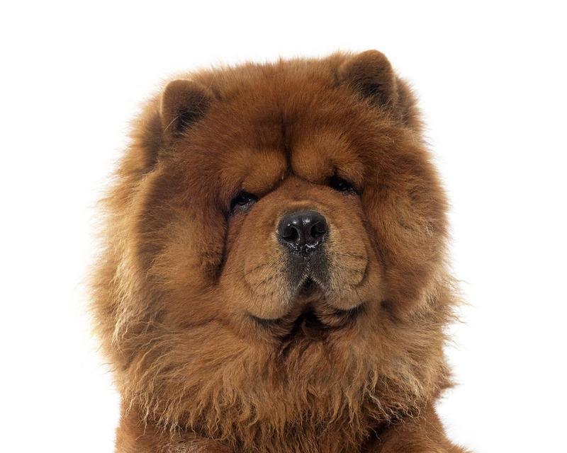松狮犬——中国古老的护卫犬（了解松狮犬的起源、特点和饲养要点）