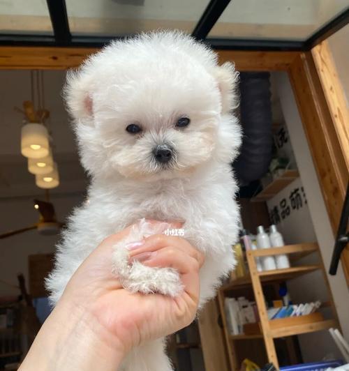 比熊犬耳朵的特征和魅力（探索比熊犬可爱耳朵的奥秘）
