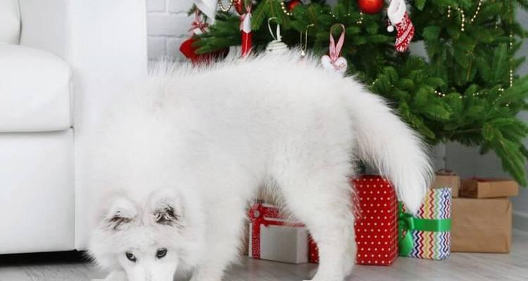 养萨摩两个月需要注意的要点（萨摩犬饲养指南）