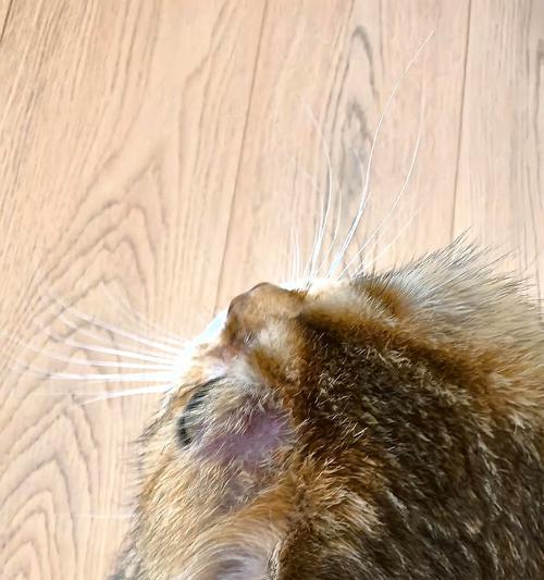 小猫为什么会长猫癣？（探究小猫长猫癣的原因及预防方法）