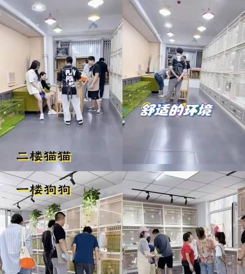 苏州正规犬舍一览（发现苏州犬舍的最佳选择）