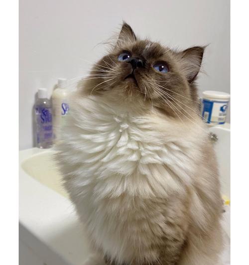 布偶猫叫声的意义及解读（布偶猫叫声代表的情绪与需求的分析）