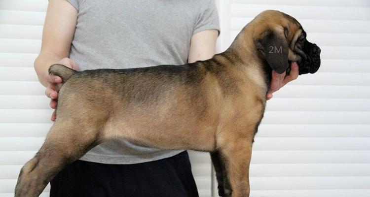 以cku注册犬舍的母犬要求（满足CKU注册犬舍的母犬条件是成功养殖的关键）