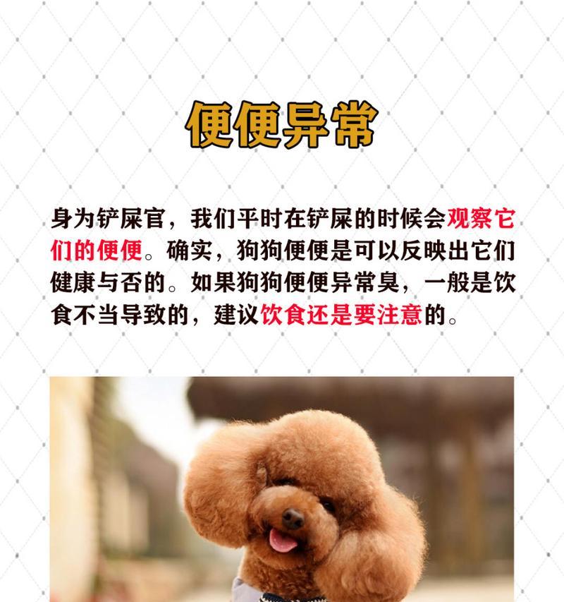 泰迪生病能吃什么？（了解泰迪犬生病时的饮食调理方法）