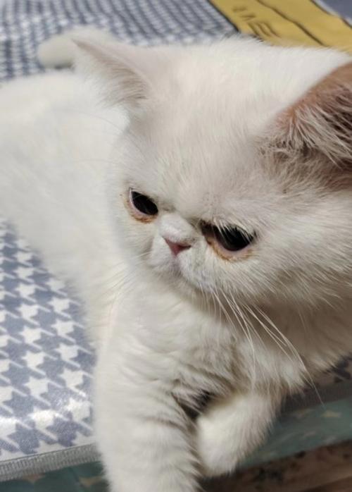 猫咪频繁上厕所却无果，这可能是什么问题？（解析猫咪频繁上厕所但排尿异常的原因与解决方法）