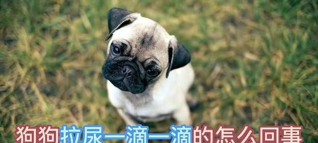 小狗为何在窝里拉尿？（探究小狗在窝内排尿的原因与解决方法）