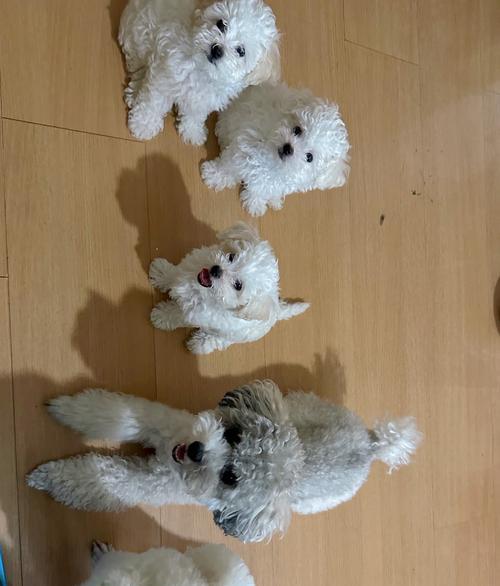 探究泰迪狗毛为何变浅的原因（揭秘泰迪狗毛变浅的关键因素及解决方法）