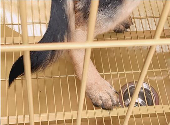 如何选择适合在家养金毛的狗笼？（以金毛犬体型为主的狗笼尺寸选择及使用注意事项）