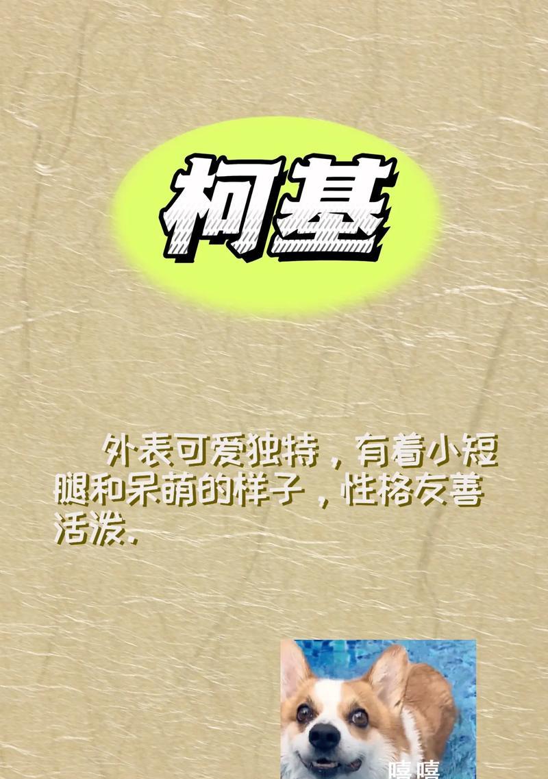 养泰迪小狗需要注意的事项（细心呵护，打造幸福家庭）