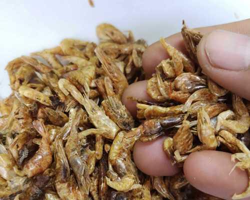 激素草龟的食物需求及营养配比（探索激素草龟的饮食习性及营养需求，为其提供合理的饮食方案）
