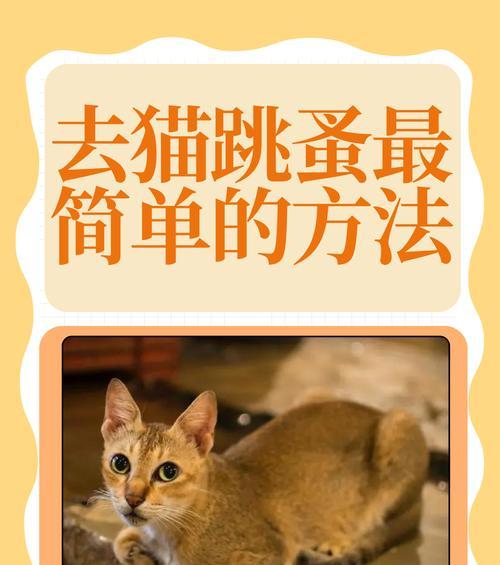 小猫跳蚤（揭秘小猫跳蚤的神奇魅力）