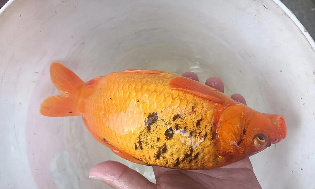 养鱼小百科（探索丰富多样的养鱼品种及其价格，让你的水族箱更加绚丽多彩）
