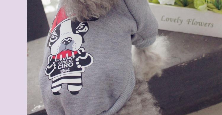 泰迪犬不是狗？（揭开泰迪犬真实身份的奥秘）