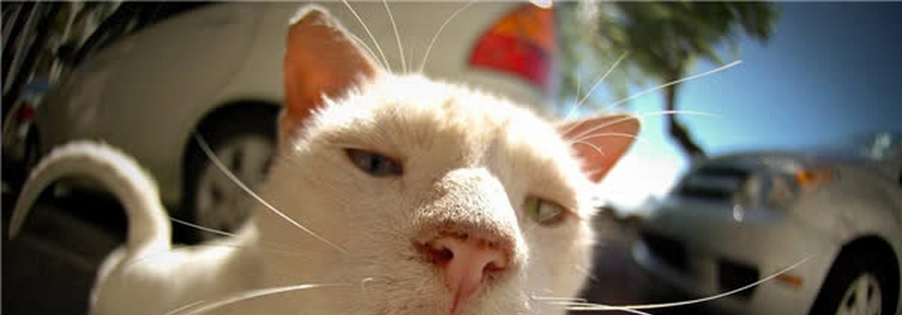 小猫胡子为什么会短？（探究胡子生长周期和环境因素的影响）