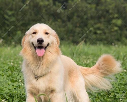 以最护主的犬种——藏獒（永远守护主人的忠诚伙伴）