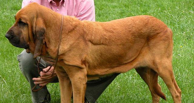 以血提犬（揭秘以血提犬的历史和特点）