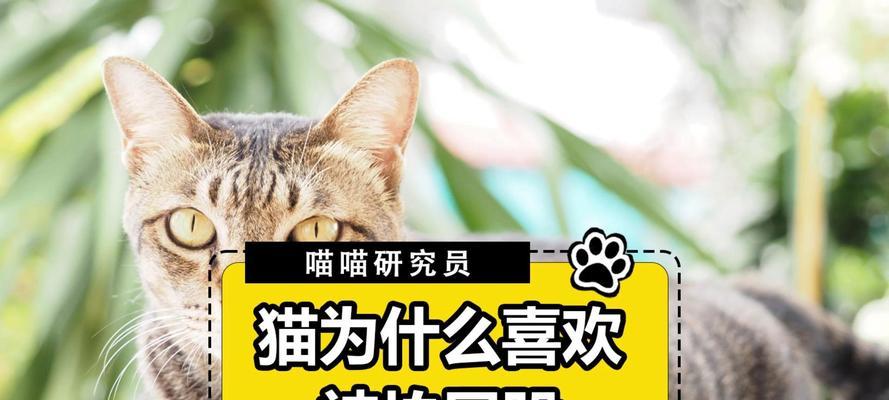 探究猫为什么如此喜欢外面的世界（揭开猫咪喜欢户外的心理秘密）