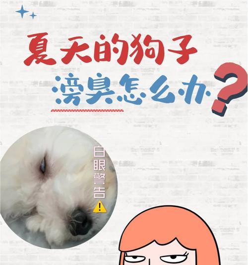 为什么狗拉屎这么臭？（探究狗拉屎臭味的原因及相关解决方法）