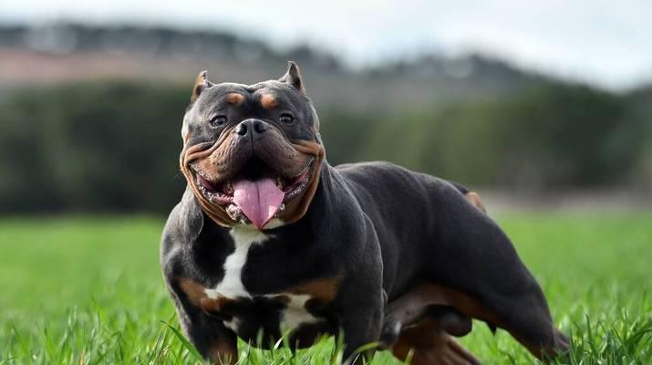 挑战恶霸犬（寻找能与恶霸犬匹敌的勇者，一起保护和平！）