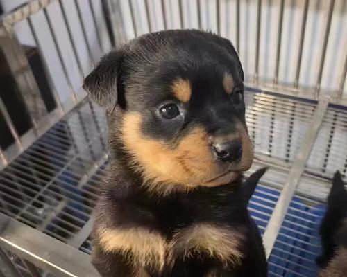 选择适合做伴侣犬的狗品种（探索最合适的伴侣犬选择，带给您忠诚和亲密的伙伴）