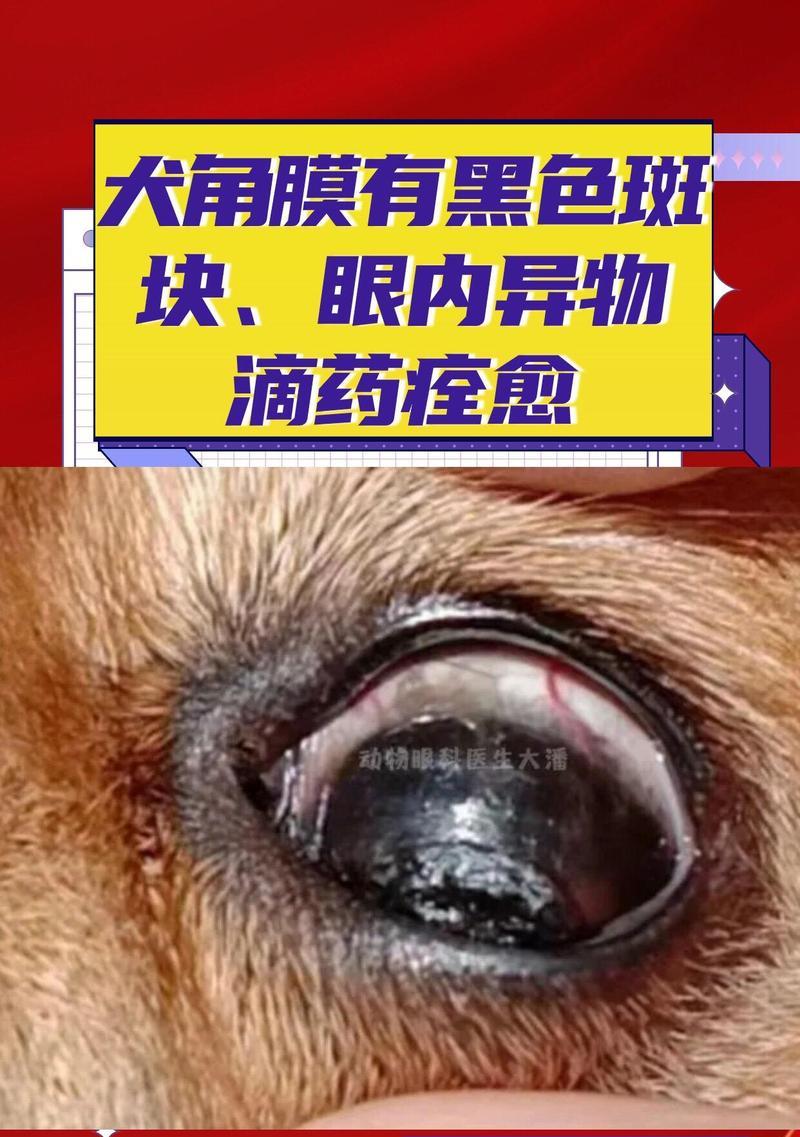 犬眼睛发炎的药物治疗指南（治愈宠物眼疾，守护犬儿明亮双眸）
