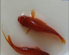 三色玛丽鱼为何总不生？（探索三色玛丽鱼不繁殖的原因与解决方法）