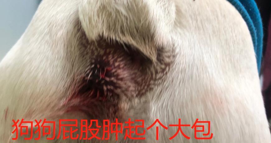 大屁股狗狗的原因与特点（探索大屁股狗狗造型的原因和与其他狗狗的区别）