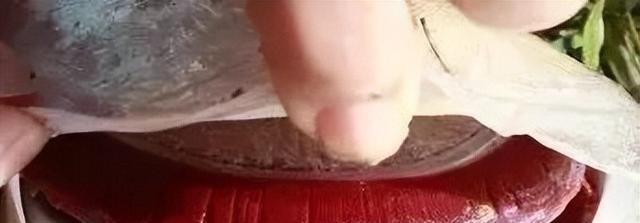 锦鲤死后鳃色的变化（探究锦鲤死后鳃色的原因）